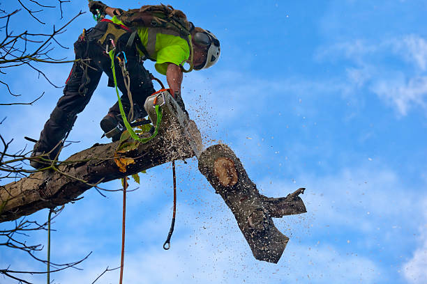 How Our Tree Care Process Works  in  Browns Lake, WI